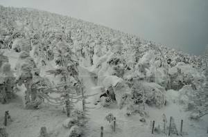 Snow Monsters at Mountain ZAO Yamagata