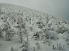 snow-monsters-at-mountain-zao-yamagata